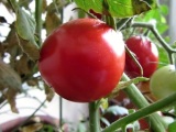 Pěstování rajčat a paprik v nádobách na balkóně a terase