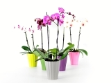 Rádi byste doma pěstovali orchideje? Poradíme vám, jak na to!