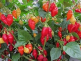 Chilli papričky - tipy a rady pro pěstování