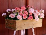 Pelargonie neboli muškáty – vyzkoušejte výsadbu do nevšedních nádob i originální umístění květin