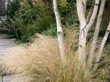 Okrasné trávy – skvosty babího léta