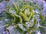 Jak pěstovat a sklízet zeleninu i pod sněhem