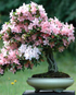 Jak poznáme azalku od rododendronu?