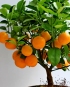 Jak na úspěšné pěstování citrusů?