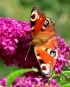 Přilákejte do zahrady motýly a založte si motýlí zahrádku