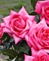 Nové odrůdy velkokvětých růží pro vaši růžovou zahradu