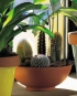 Jak na pěstování kaktusů