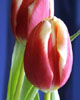 Zahradní květiny III. – Tulipány